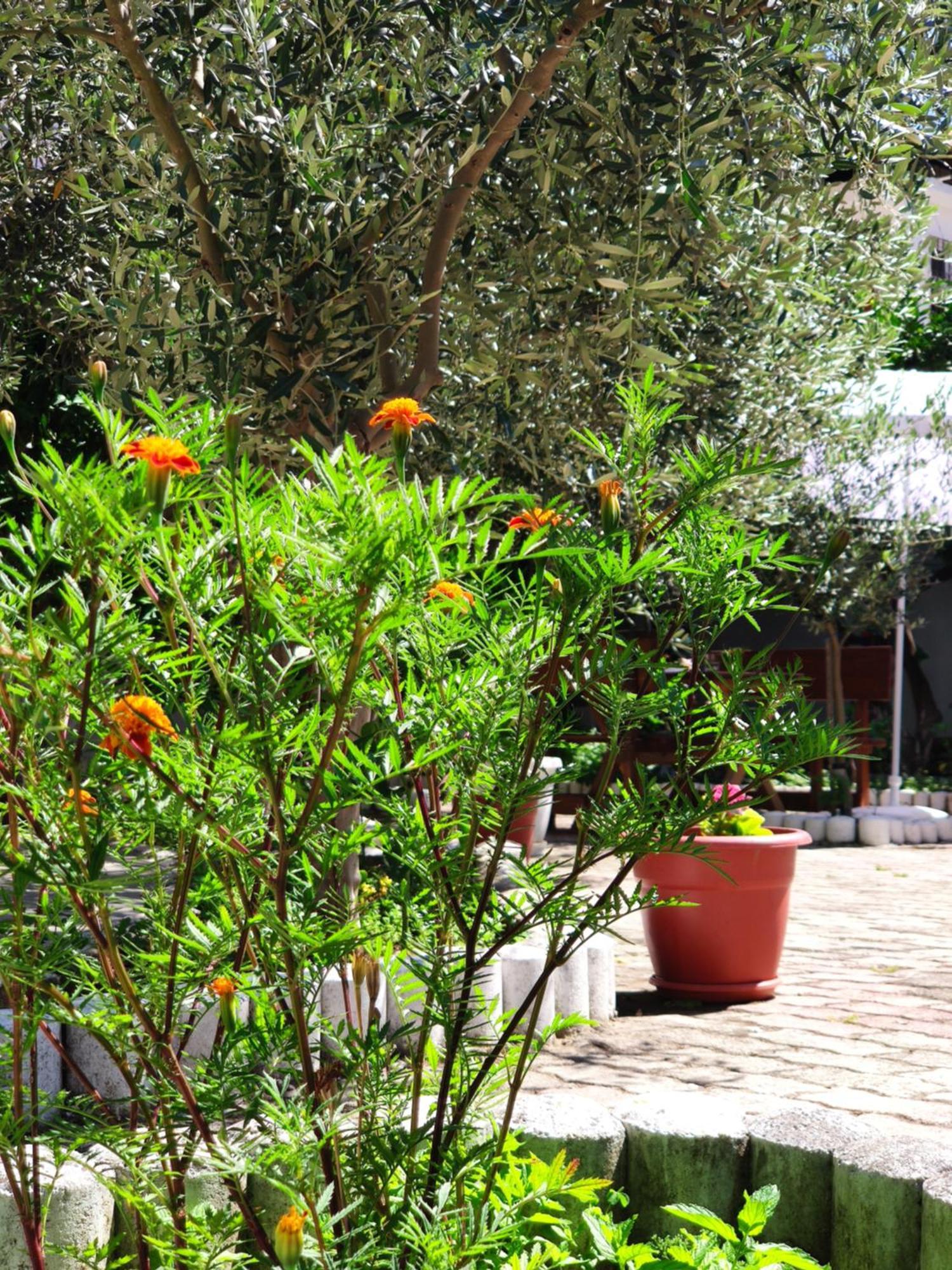 Elvish Garden Boutique B&B Berat Exterior photo